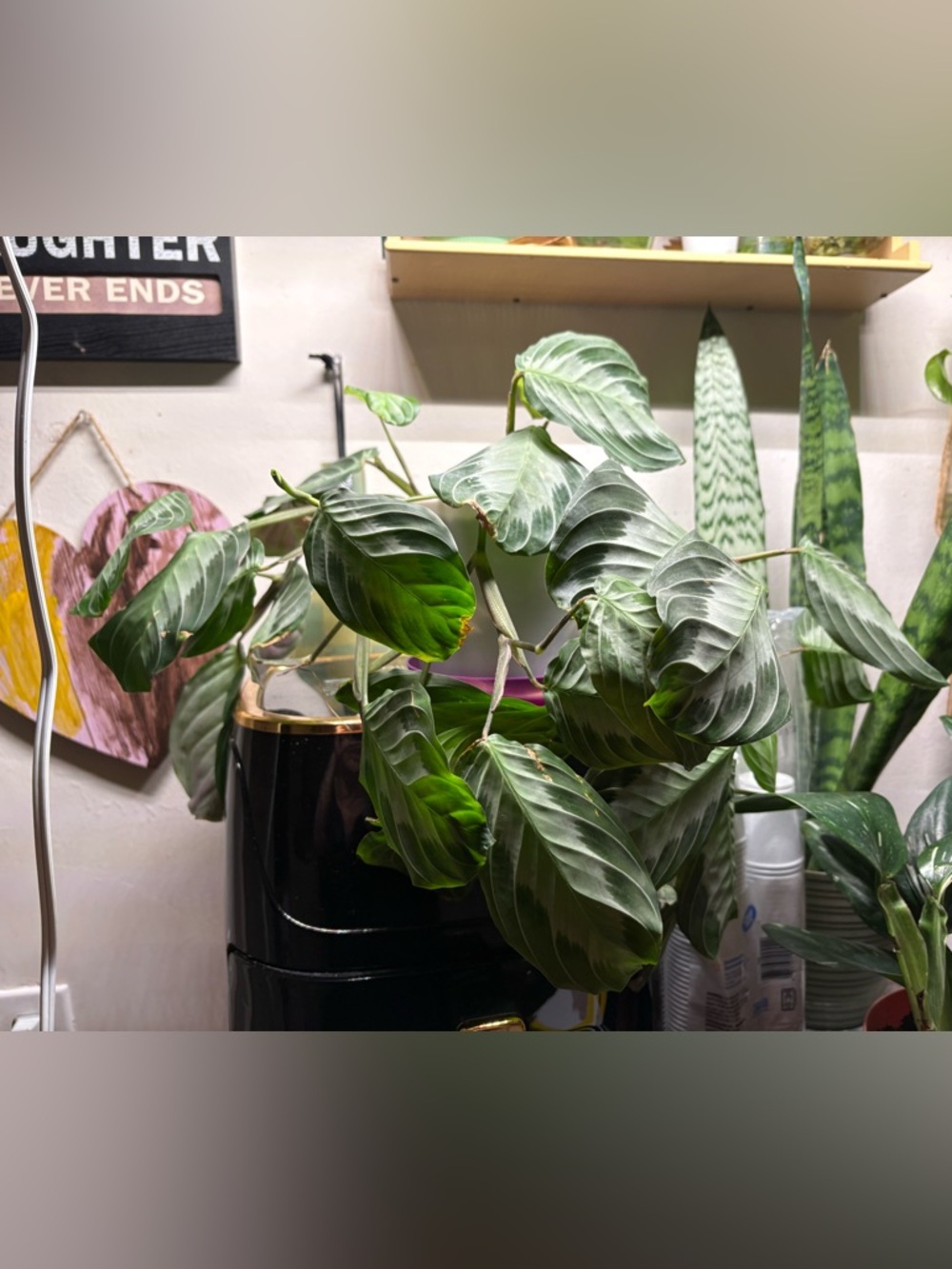 Prayer Plant (Calathea) - Lush Striped Leaves